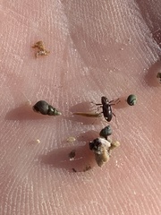 Stenelmis calida