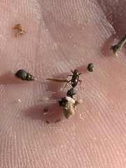 Stenelmis calida