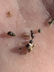 Stenelmis calida