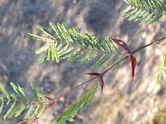 Vachellia campechiana