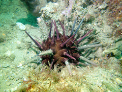 Phyllacanthus