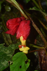 Drymonia doratostyla