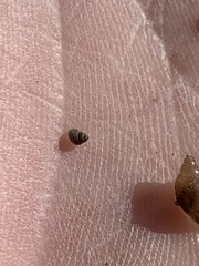 Pyrgulopsis