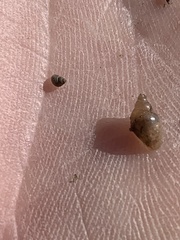 Pyrgulopsis