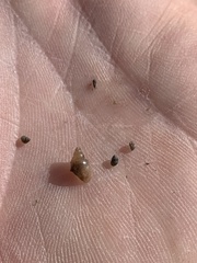 Pyrgulopsis