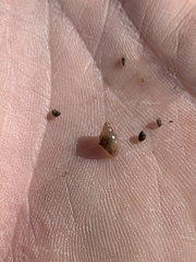 Pyrgulopsis