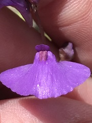 Utricularia dichotoma