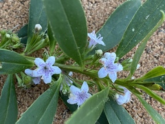 Myoporum tetrandrum