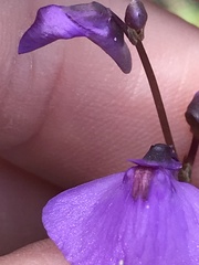 Utricularia dichotoma