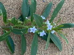 Myoporum tetrandrum