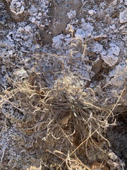 Ivesia kingii eremica