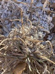 Ivesia kingii eremica
