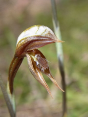 Pterostylis rufa