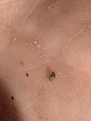Pyrgulopsis
