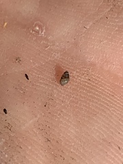 Pyrgulopsis
