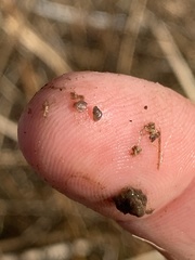 Pyrgulopsis