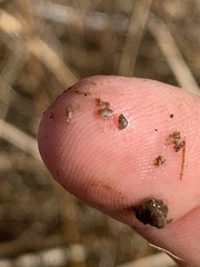 Pyrgulopsis