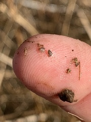 Pyrgulopsis