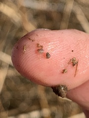 Pyrgulopsis