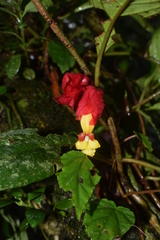 Drymonia doratostyla