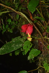 Drymonia doratostyla