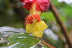 Drymonia doratostyla