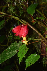 Drymonia doratostyla