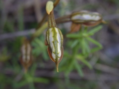 Pterostylis rufa