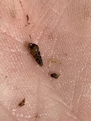 Pyrgulopsis
