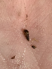 Pyrgulopsis