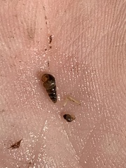 Pyrgulopsis