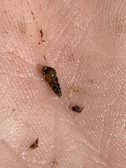 Pyrgulopsis
