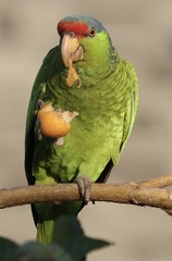 Amazona finschi × viridigenalis