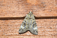 Anaplectoides pressus