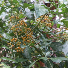 Micromelum minutum