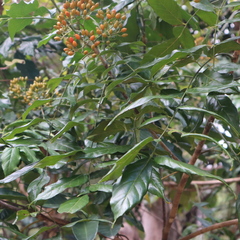 Micromelum minutum