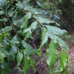 Micromelum minutum