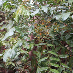 Micromelum minutum