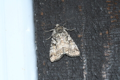 Anaplectoides pressus