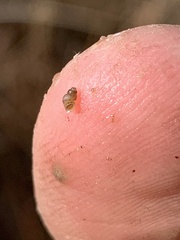 Pyrgulopsis sanchezi