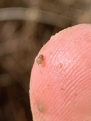 Pyrgulopsis sanchezi