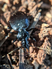 Scaphinotus interruptus