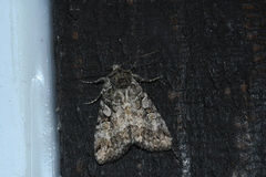 Anaplectoides pressus