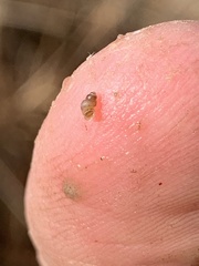 Pyrgulopsis sanchezi
