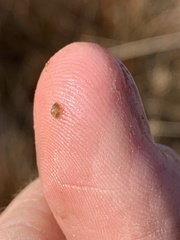 Pyrgulopsis sanchezi