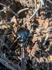 Scaphinotus interruptus