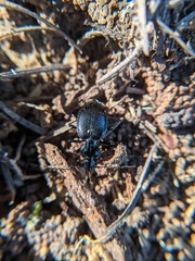 Scaphinotus interruptus