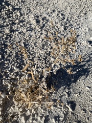 Mentzelia leucophylla