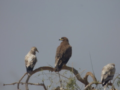 Neophron percnopterus