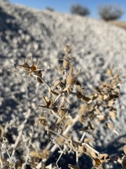 Mentzelia leucophylla